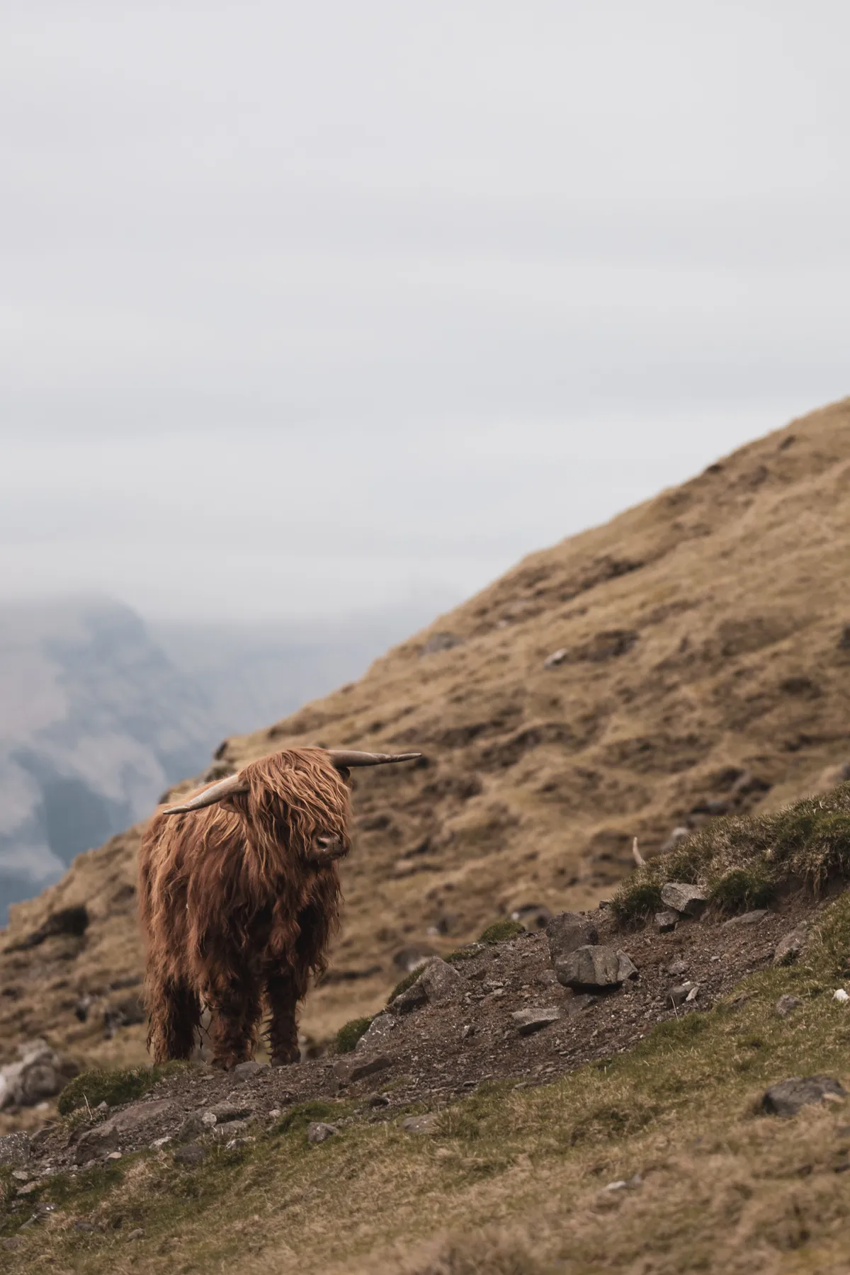 A Highland cow on a Scottish hillside